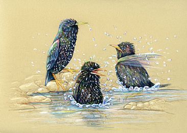 Bath Time - Starlings enjoying a rare bath in the desert by Pat Latas