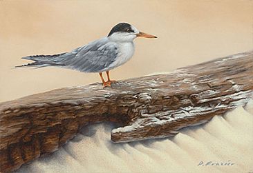 Sandwashed Shores - Winter Least Tern - Birds by Phyllis Frazier
