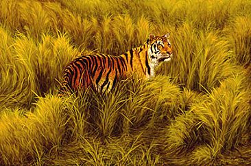 Study of Tiger in Long Grass - Wildlife by Phyllis Frazier