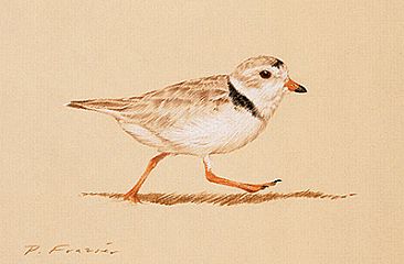Piping Plover - I - Birds by Phyllis Frazier