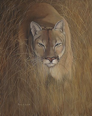 Grasslands Shadow - Cougar by Patricia Mansell