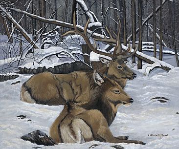At Rest - Elk by Patricia Mansell
