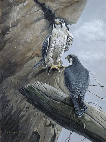 Falcon Ridge - Peregrine Falcons by Patricia Mansell