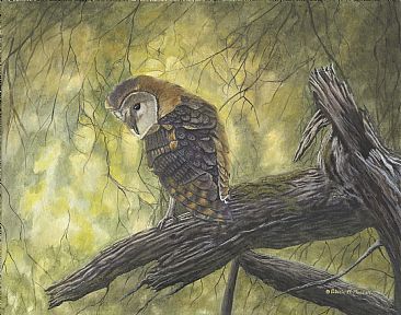 Golden Girl - Barn Owl by Patricia Mansell