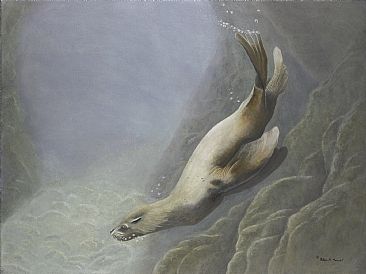 Steller Cove - Steller Sea Lion by Patricia Mansell
