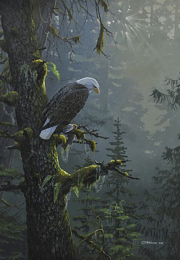 Bald Eagle: Morning Catch -  by Mark Hobson