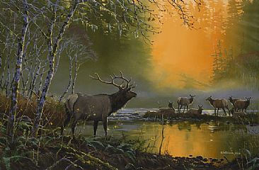 Roosevelt Elk: Wake Up Call -  by Mark Hobson