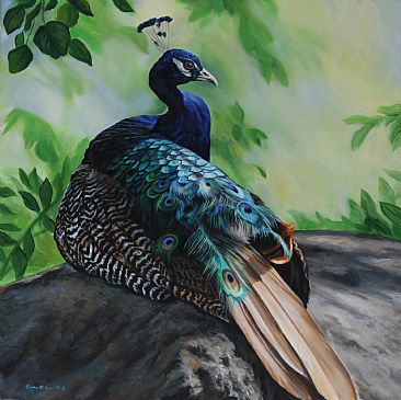 Peacock - Peacock by Cindy Billingsley