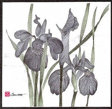 Ayame - Iris by Solveig Nordwall