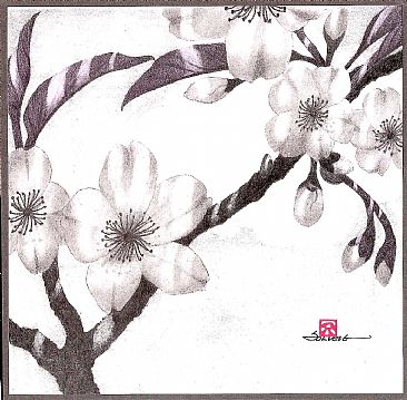 Sakura - Cherry Blossoms by Solveig Nordwall