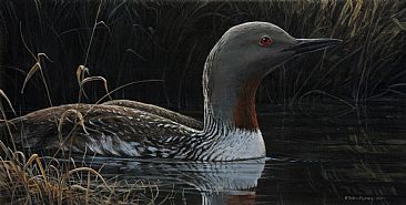 Red Throated Loon - Nature by Robin Murray