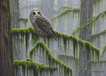 Mossy Forest - Barred Owl by Joseph Koensgen