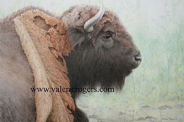 Spring Contemplation - Bison by Valerie Rogers