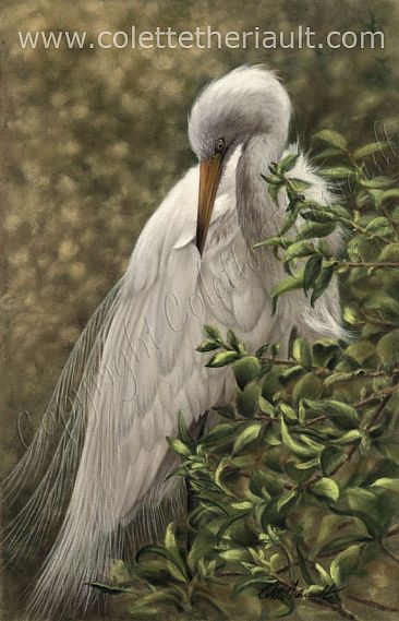 Great Egret (SOLD) - Great Egret  by Colette Theriault