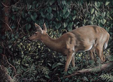 Treading Ever-So-Lightly - White tailed deer doe (Odocoileus virginianus)-wildlife painting by Colette Theriault