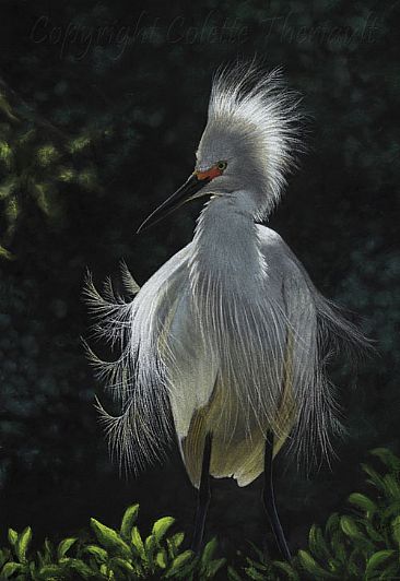 Angel Feathers (SOLD) - Snowy egret (Egretta thula)- avian painting by Colette Theriault