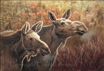 Nosing Around - Moose (Alces alces) by Colette Theriault