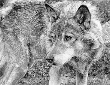 On the Prowl - Wolf - Wolf Portrait by Kevin Johnson