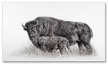 Little Thunder - Bison - Wildlife, Bison, North American,  by Kevin Johnson