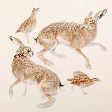 Hares and Corncrakes - European Brown Hare and Corncrake by Jonathan Sainsbury