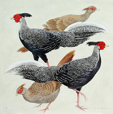 Lewis's Silver Pheasant - Lewis' silver pheasant by Jonathan Sainsbury