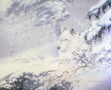 Quiet Storm - Artic Wolf by Kathryn Weisberg