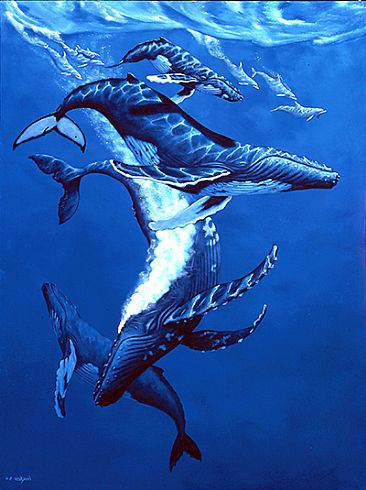 The Bubble Trail - Humpback whales and bottle nose dolphins by Frank Walsh