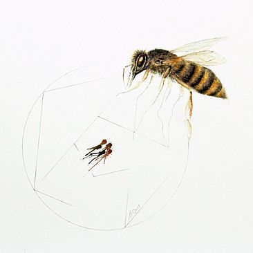 Phi=0 - Honey Bee by Norbert Gramer