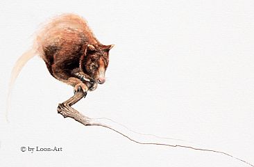 elapse 6 - Matschie's tree-kangaroo by Norbert Gramer