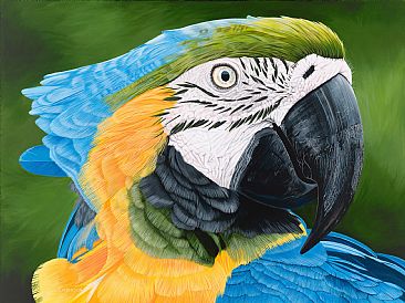 Blue and Yellow Macaw - Macaw by Lynn Erikson