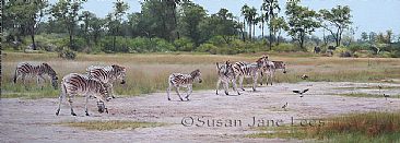 Hot Afternoon at the Old Airstrip - Zebra by Susan Jane Lees