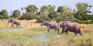 Crossing the floodplain - African elephant by Susan Jane Lees