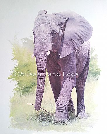 Naya - African elephant by Susan Jane Lees