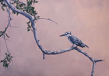 Late afternoon glow - Pied Kingfisher by Susan Jane Lees