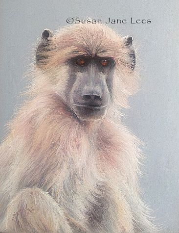 Young Trooper - Juvenile baboon by Susan Jane Lees
