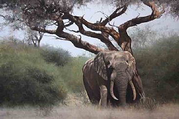 Shade II - African Elephant by Peter Gray