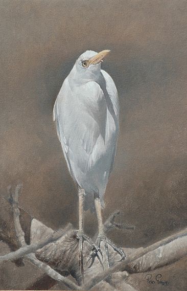 Egret study  -  by Peter Gray