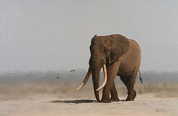 Heavy Ivory - Walking elephant by Peter Gray