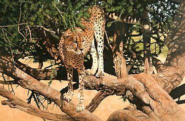 A Better View - Cheetah by Peter Gray