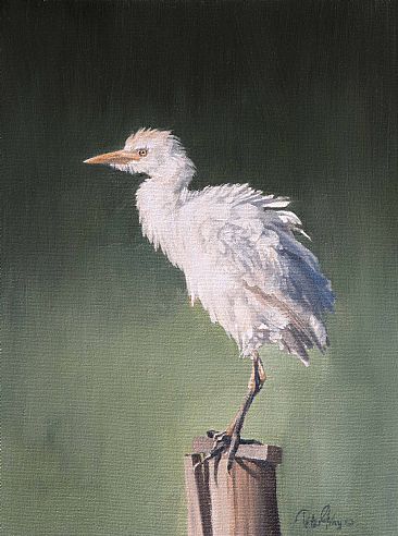 Egret - Cattle Egret by Peter Gray