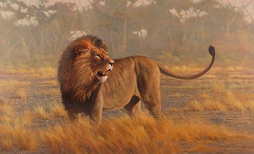 Sikumi - Lion by Peter Gray