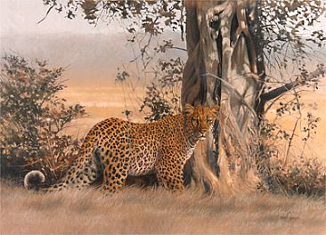 Checking the Boundary Lines - Patrolling leopard by Peter Gray
