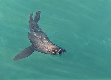 Harbour House Sea - Cape fur seal by Peter Gray