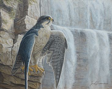 Cliffhanger - Peregrine Falcon by Josh Tiessen