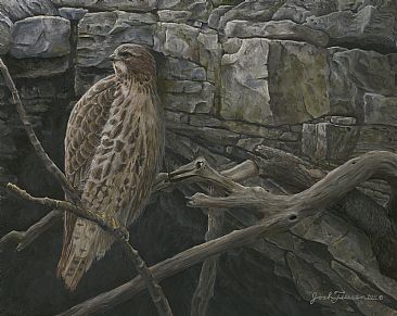 Guardian of the Karst - Red Tailed Hawk by Josh Tiessen