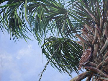 Blue Yonder - Juvenile Red-Tailed Hawk in Sabal Palm by Megan Kissinger