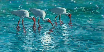 Crystal Blue Persuasion - White Ibis On Beach by Megan Kissinger