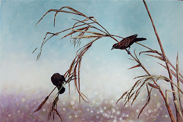 The Gleaners - Red-winged Blackbird pair in Florida Everglades by Megan Kissinger