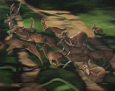 The Hunt -  The Dhole ( Asiatic wild dog) hunting Cheetal (Spotted Deer) - The Bandipur Tiger Reserve. by Sunita Dhairyam