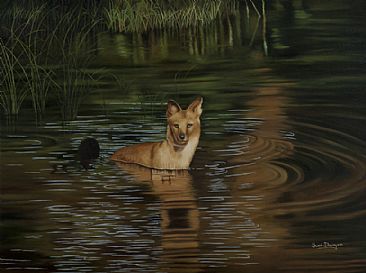 Dhole in water (Asiatic Wild Dog) - Asiatic Wild Dog by Sunita Dhairyam